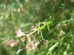 Galium divaricatum