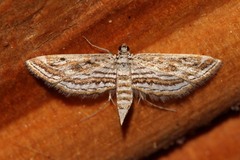 Parapoynx fluctuosalis