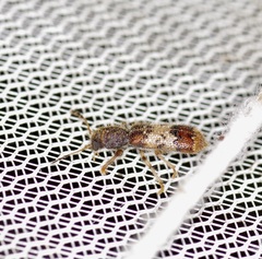 Pelonium leucophaeum