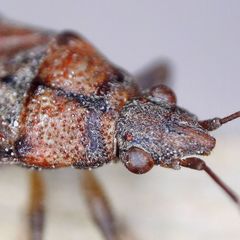 Orsillus depressus