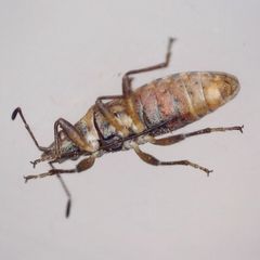 Orsillus depressus