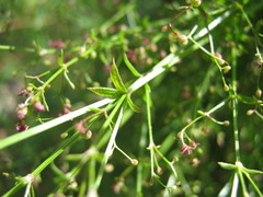 Galium divaricatum