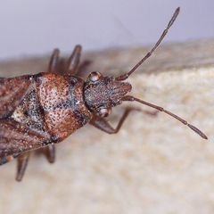 Orsillus depressus