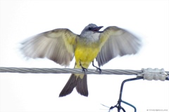 Tyrannus melancholicus