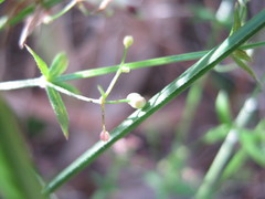 Galium divaricatum