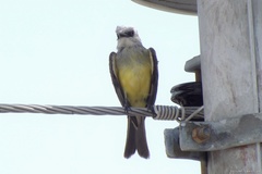 Tyrannus melancholicus