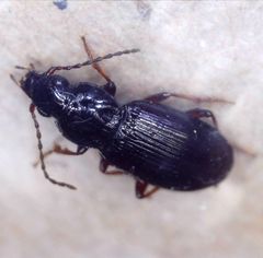 Pterostichus strenuus