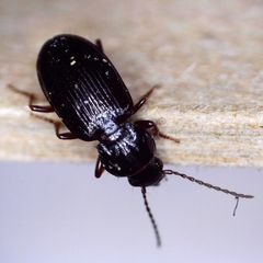 Pterostichus strenuus