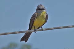 Tyrannus melancholicus