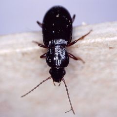 Pterostichus strenuus