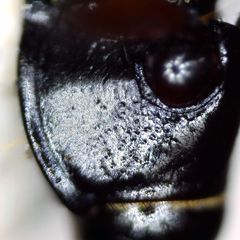 Pterostichus strenuus