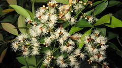 Syzygium myrtifolium