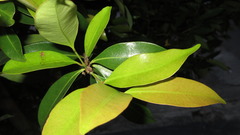 Syzygium myrtifolium