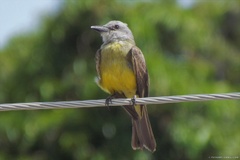 Tyrannus melancholicus