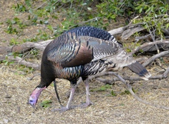 Meleagris gallopavo mexicana