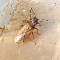 Cymus melanocephalus