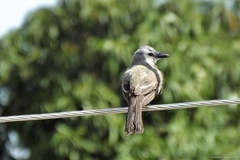 Tyrannus melancholicus