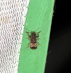 Pelonium leucophaeum