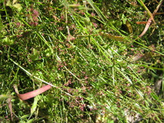 Galium divaricatum