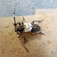 Pogonocherus hispidulus