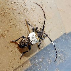 Pogonocherus hispidulus