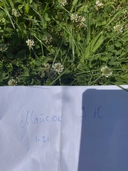 Trifolium repens