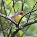 Rufous-capped Brushfinch - Photo (c) Doug Greenberg, some rights reserved (CC BY-NC-ND)