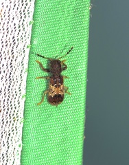 Pelonium leucophaeum