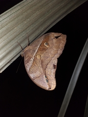 Eryphanis lycomedon