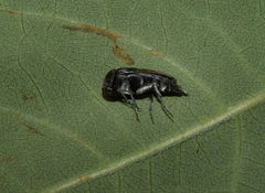 Glipa hilaris