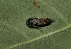Glipa hilaris