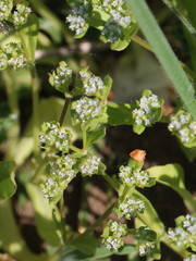 Valerianella carinata