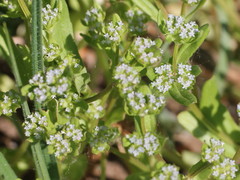 Valerianella carinata