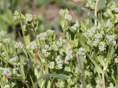 Valerianella carinata