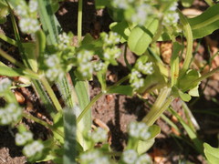 Valerianella carinata
