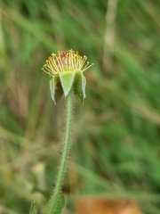 Geum urbanum
