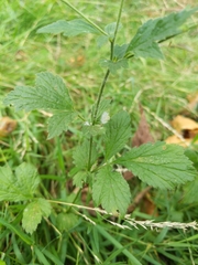 Geum urbanum