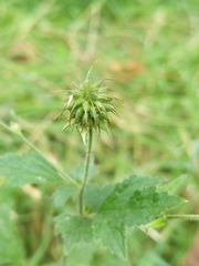 Geum urbanum