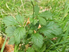 Geum urbanum