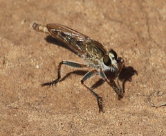 Proctacanthella