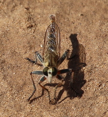 Proctacanthella