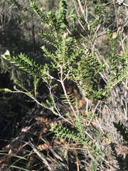 Melaleuca squarrosa