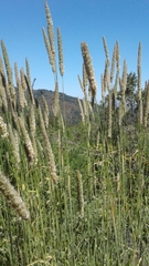 Phleum pratense