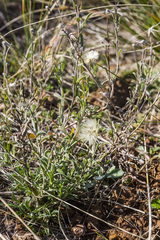 Vittadinia cuneata