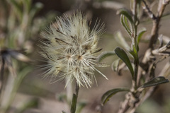 Vittadinia cuneata