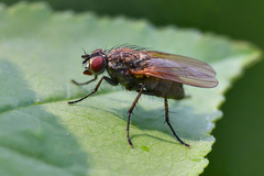 Hydrophoria lancifer