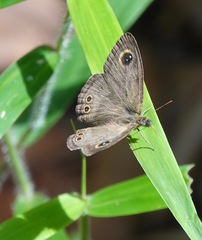 Ypthima horsfieldii humei