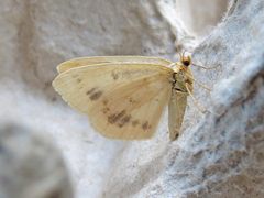 Macaria ribearia