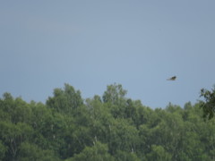 Accipiter nisus
