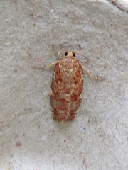 Choristoneura pinus
